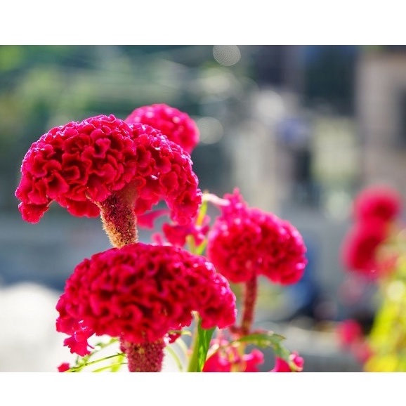 Hạt Giống Hoa Mào Gà Đuôi Phụng hay còn gọi là bông mồng gà nhiều màu, trồng trang trí tuyệt đẹp