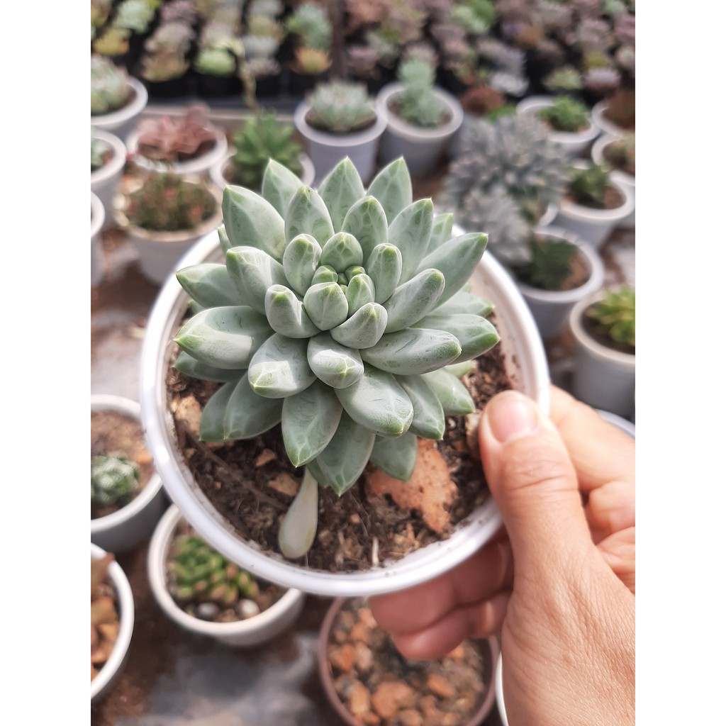 SEN ĐÁ KIM CƯƠNG TRẮNG🌵SIZE10CM🌵SIZE TRUNG 🌵SEN ĐÀ LAT🌵THUẤN SỨ NÓNG🌵FREESHIP🌵1 ĐỔI 1