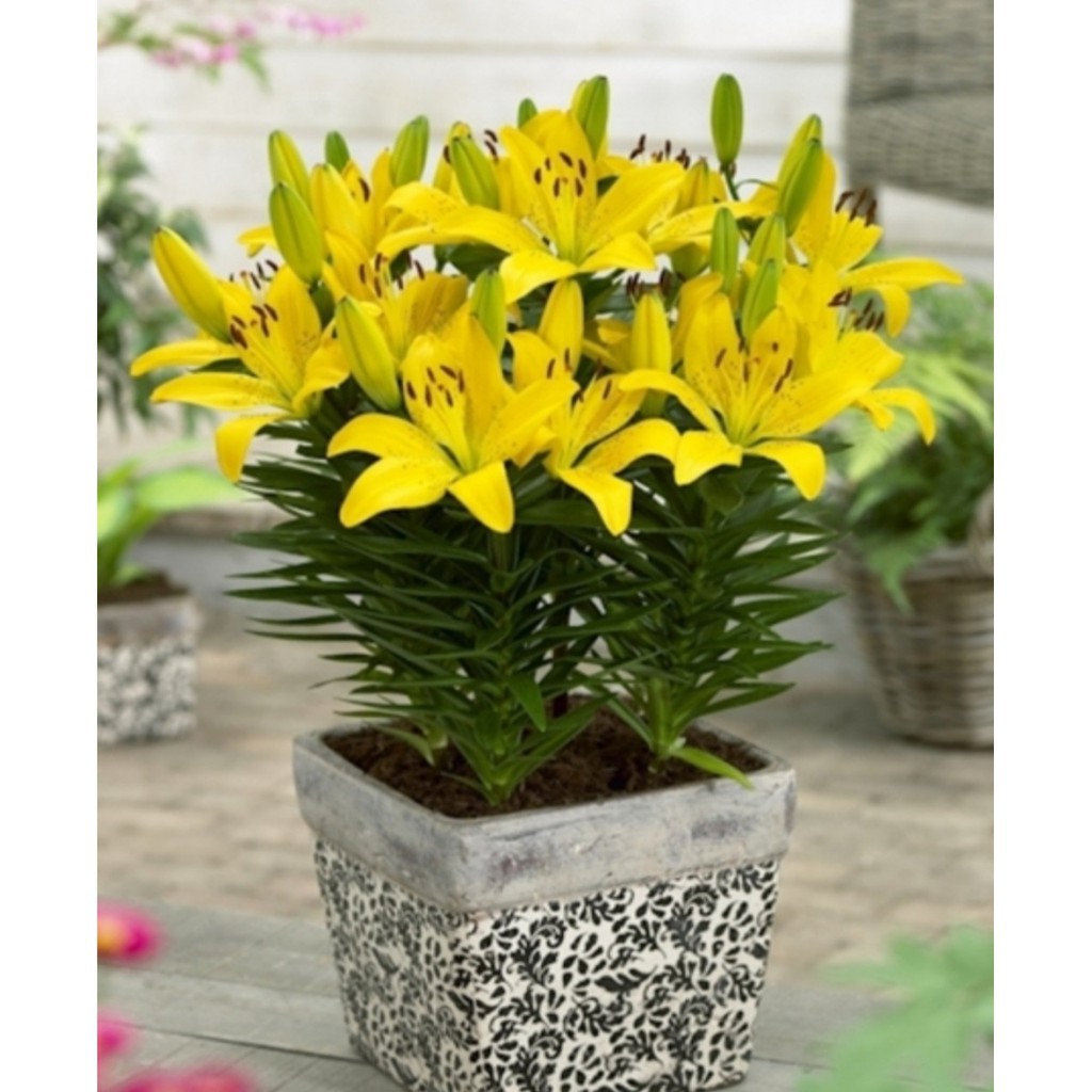 HOA LY THƠM. Combo 10 Củ Giống Hoa Ly Thân lùn Thơm Hoa Kép Màu cam - Cho Hoa Vụ Tết - sạch bệnh, nhanh lớn