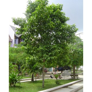Cây Hoa Ngọc Lan ( Cây bóng mát và hoa đẹp)