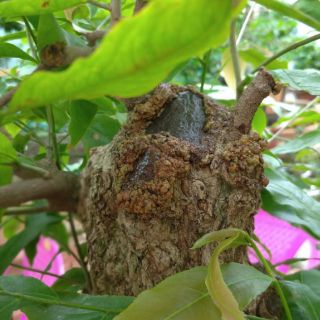 Keo liền sẹo cây
