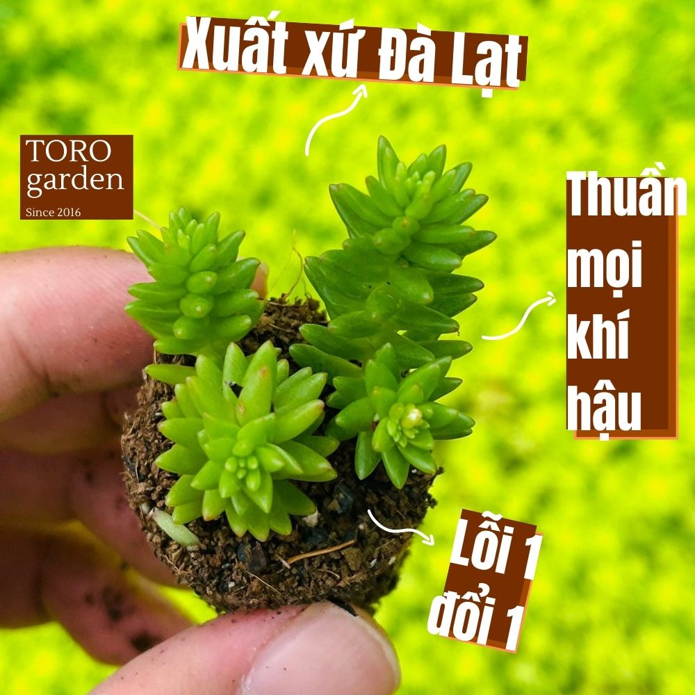 Sen đá sedum rong biển Đà Lạt size mini cây cảnh trang trí nhà cửa Toro garden