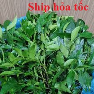Lá móc mật tươi dùng cho món vịt, heo quay đặc sản lạng sơn