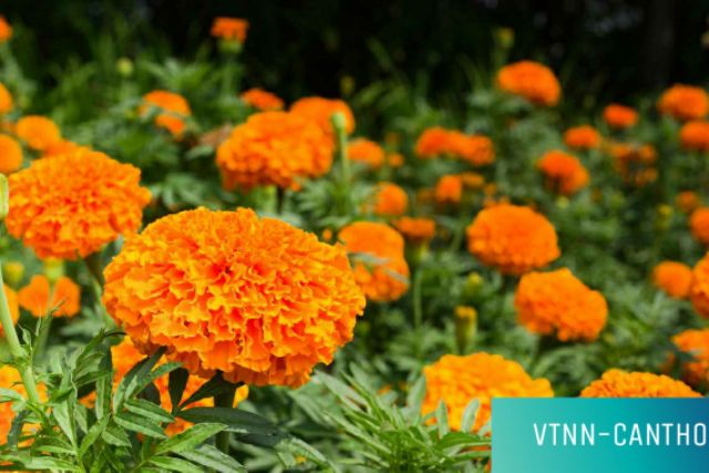 HẠT GIỐNG VẠN THỌ THÁI CAO LỠ F1 "CAM ĐỎ" _ HẠT GIỐNG RỒNG VÀNG