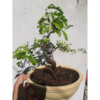 Me Thái bonsai mini chậu oval