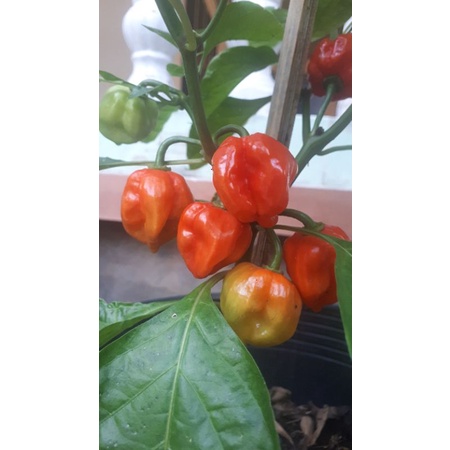 10 HẠT GIỐNG ỚT HABANERO RED1