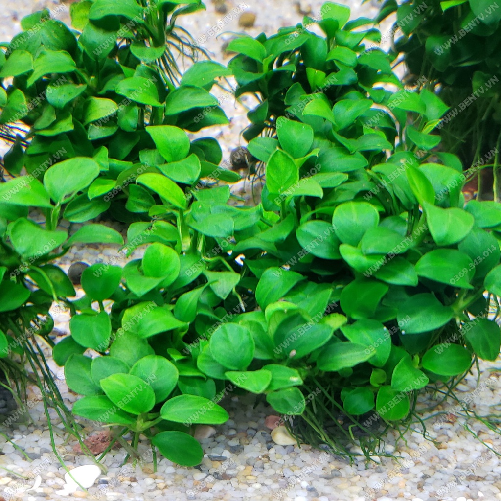 Ráy Nana Petite Full Lá Nước - Cây Thủy Sinh Đẹp Dễ Trồng (Ngọn Rời)