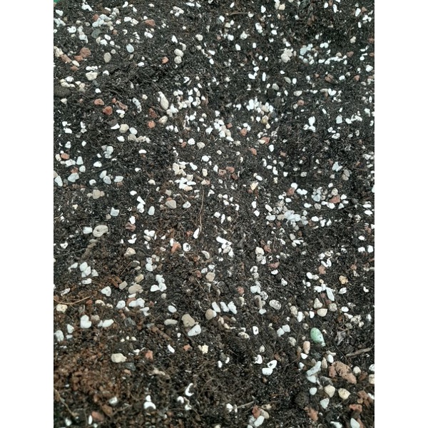 Đất trồng Sen Đá túi 500gr