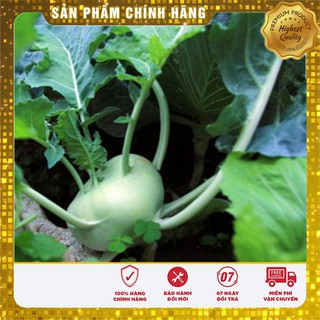 Hạt giống su hào xanh