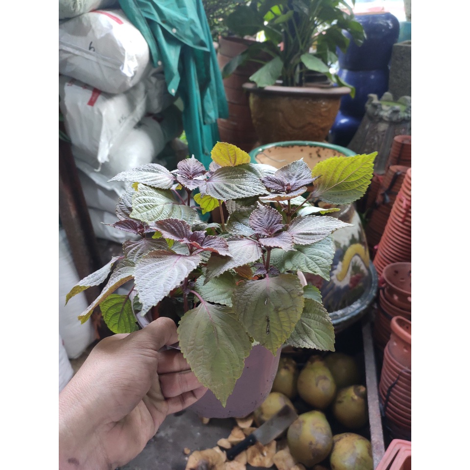 cây tía tô - rau tía tô trồng chậu -Perilla frutescens var. crispa