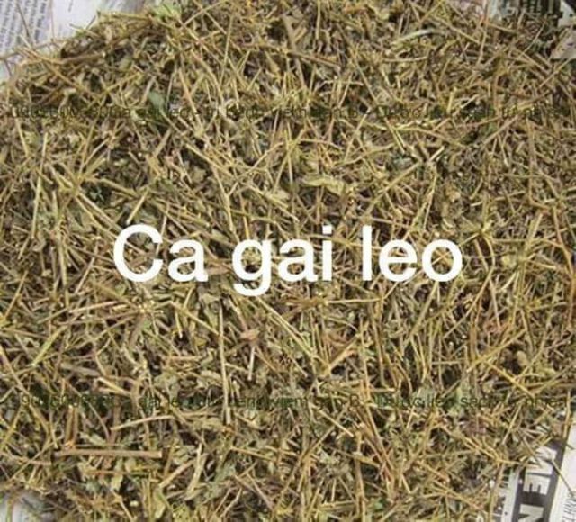 Cà gai leo khô 1kg điều trị gan