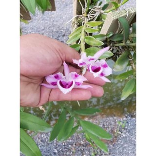 PHI ĐIỆP 6 MẮT LAI TRẦM 6 MẮT