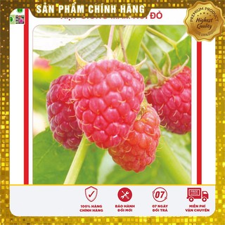 Hạt Giống Quả Mâm Xôi Đỏ 30 Hạt [Bán Sỉ]