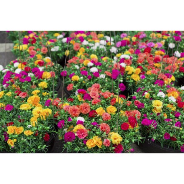 HẠT GIỐNG HOA 10 GIỜ MỸ KÉP MIX MÀU 1000 hạt