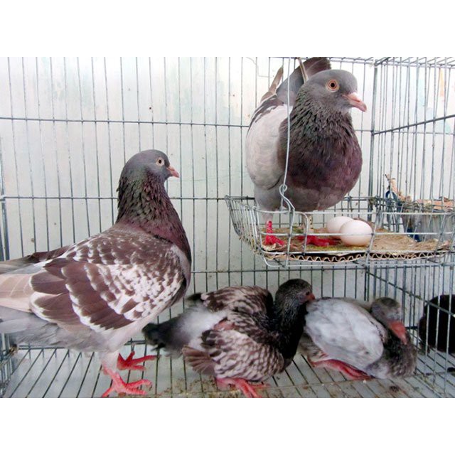 ADE B.Complex – Amino amin cung cấp đạm, khoáng, vitamin đầy đủ cho gia súc, gia cầm