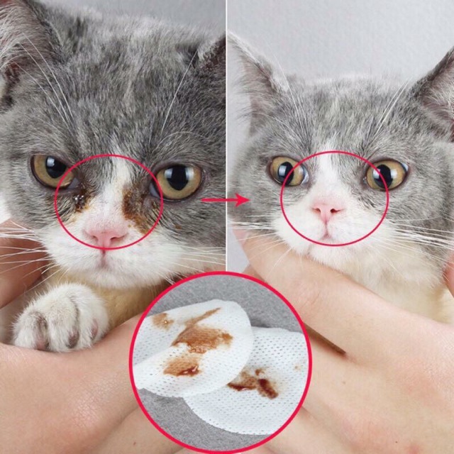 Bông lau vết ố, rỉ mắt cho cún