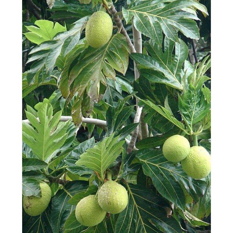 Cây giống Sa Kê không hạt