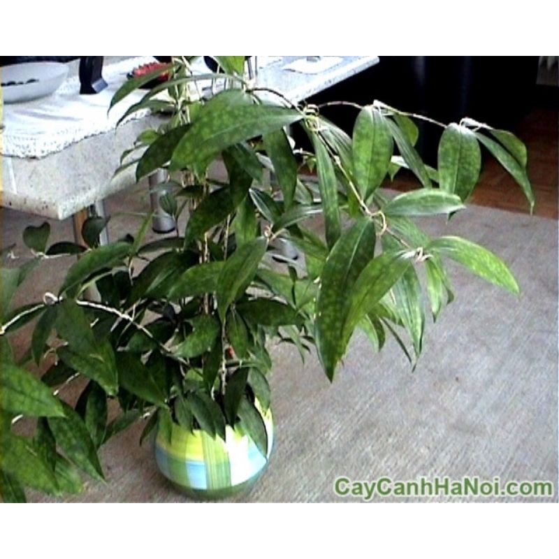 cây trúc nhật con