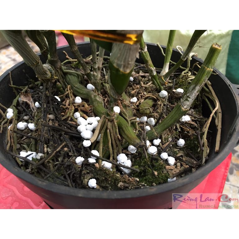 Phân trắng nhật 6-40-6-15mg hyponex magampk.