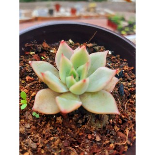 Sen đá đế vương hồng