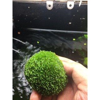 RÊU BÁM ĐÁ MINIFISH [ Trang Trí Thủy Sinh - Tép rất ưa chuộng]