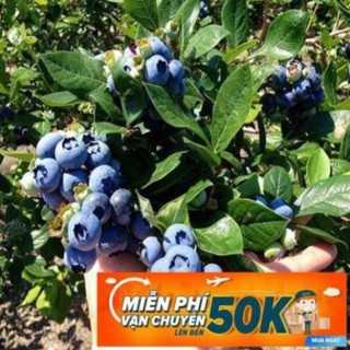30 Hạt giống Việt quất (tặng gói kích nẩy mầm và hướng dẫn) LuckyseadTG