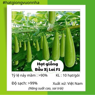 Hạt giống bầu xị lai f1 rado - gói 10 hạt