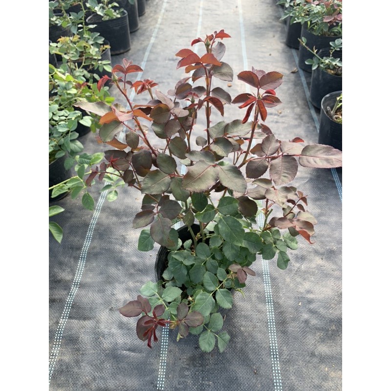 Cây hoa hồng bụi Color Shell viền hồng, cây nguyên chậu cao 50-60cm. thienan22916