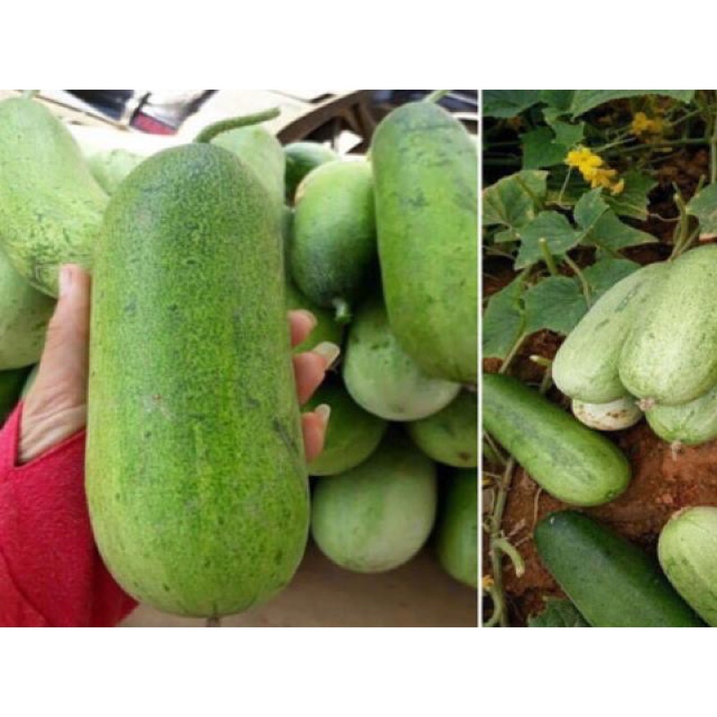 HẠT GIỐNG DƯA CHUỘT MÈO CAO SẢN