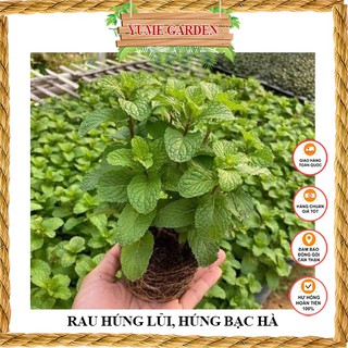 Cây rau húng lủi húng bạc hà làm gia vị trong bữa ăn-yumegarden