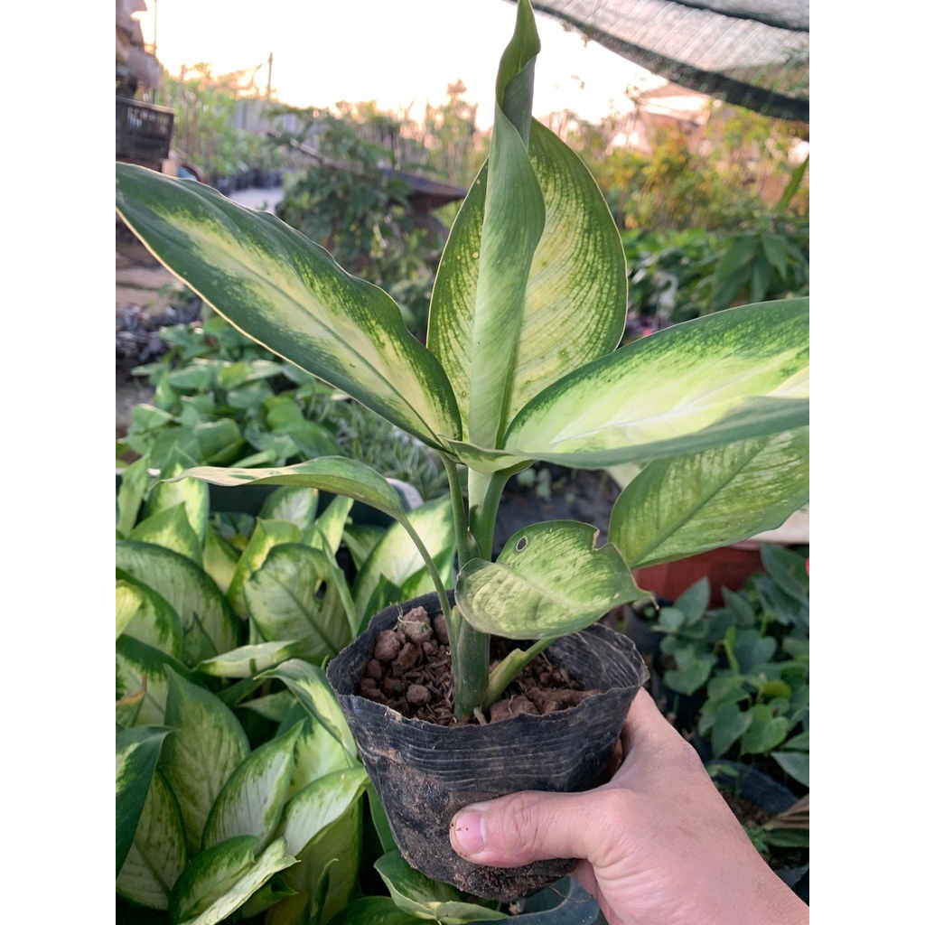 Cây vạn niên thanh, cây sao sáng để bàn