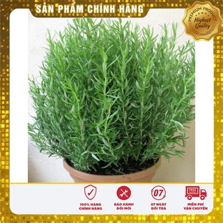 Hạt Giống Cây Hương Thảo 10 Hạt