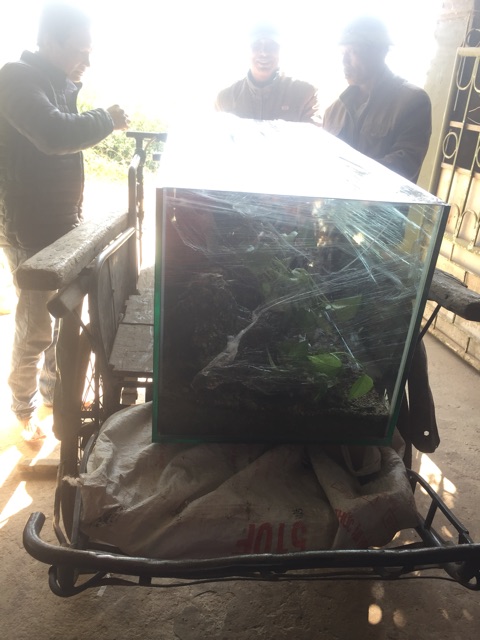 Bể cá thủy sinh phong cách Hà Lan