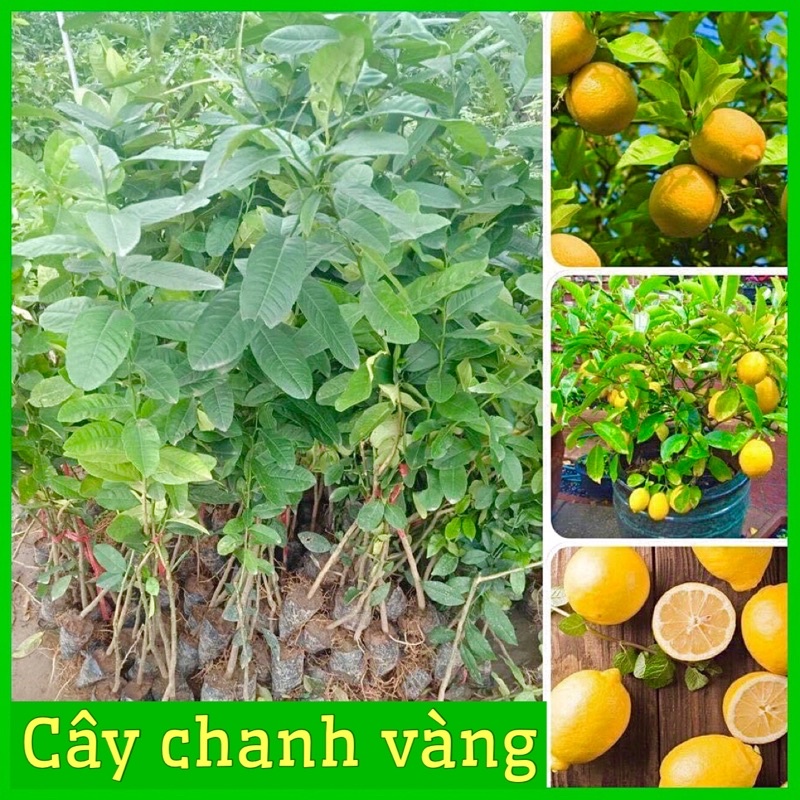 Cây chanh vàng Mỹ siêu quả, quả to mọng nươc cây con giống F1 cho ra quả sau 6-8 tháng trồng ( ảnh thật )