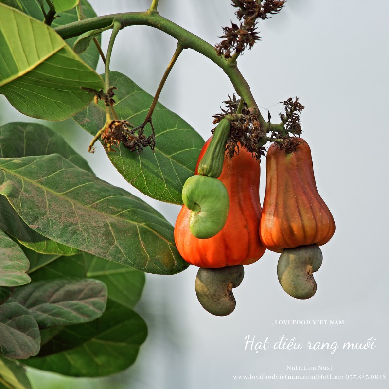 HẠT ĐIỀU RANG MUỐI BÌNH PHƯỚC - 500gram HẠT CAO CẤP nguyên hạt,bóc vỏ lụa,hàng loại 1 xuất khẩu - Lovi Food Việt Nam | BigBuy360 - bigbuy360.vn