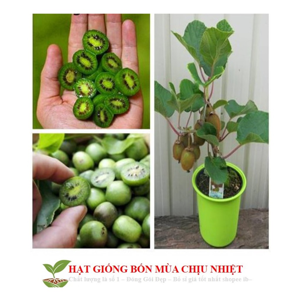 Hạt Giống Cây Kiwi nùn F1 (20 Hạt) - [TRỒNG BỐN MÙA] - Giàu Vitamin,Bổ Dưỡng,Tốt Cho Da