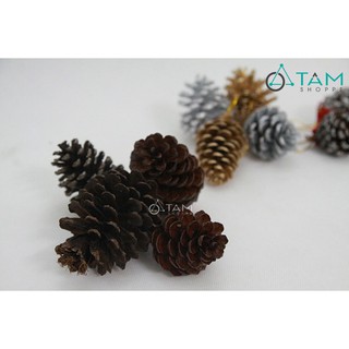 Combo 10 trái thông dầu trang trí Noel XMAS-18 TAN