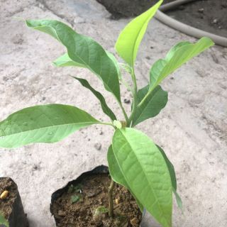 Ngọc lan hoa vàng thơm nức