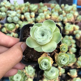 Sen đá hoa Hồng xanh bụi