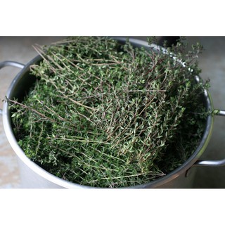 Hạt giống cỏ xạ hương (Thyme)