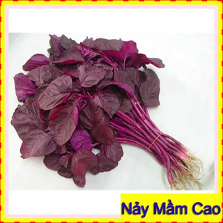 20Gr Hạt Giống Rau Dền ☀FREESHIP☀ Hạt Giống Rau Dền Đỏ, Dễ Trồng,Nảy Mầm Cao