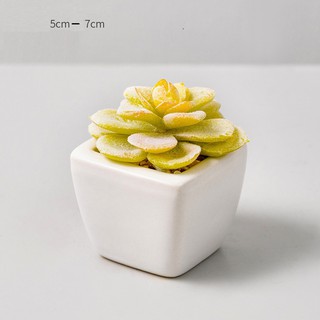 Chậu sen đá xương rồng mini
