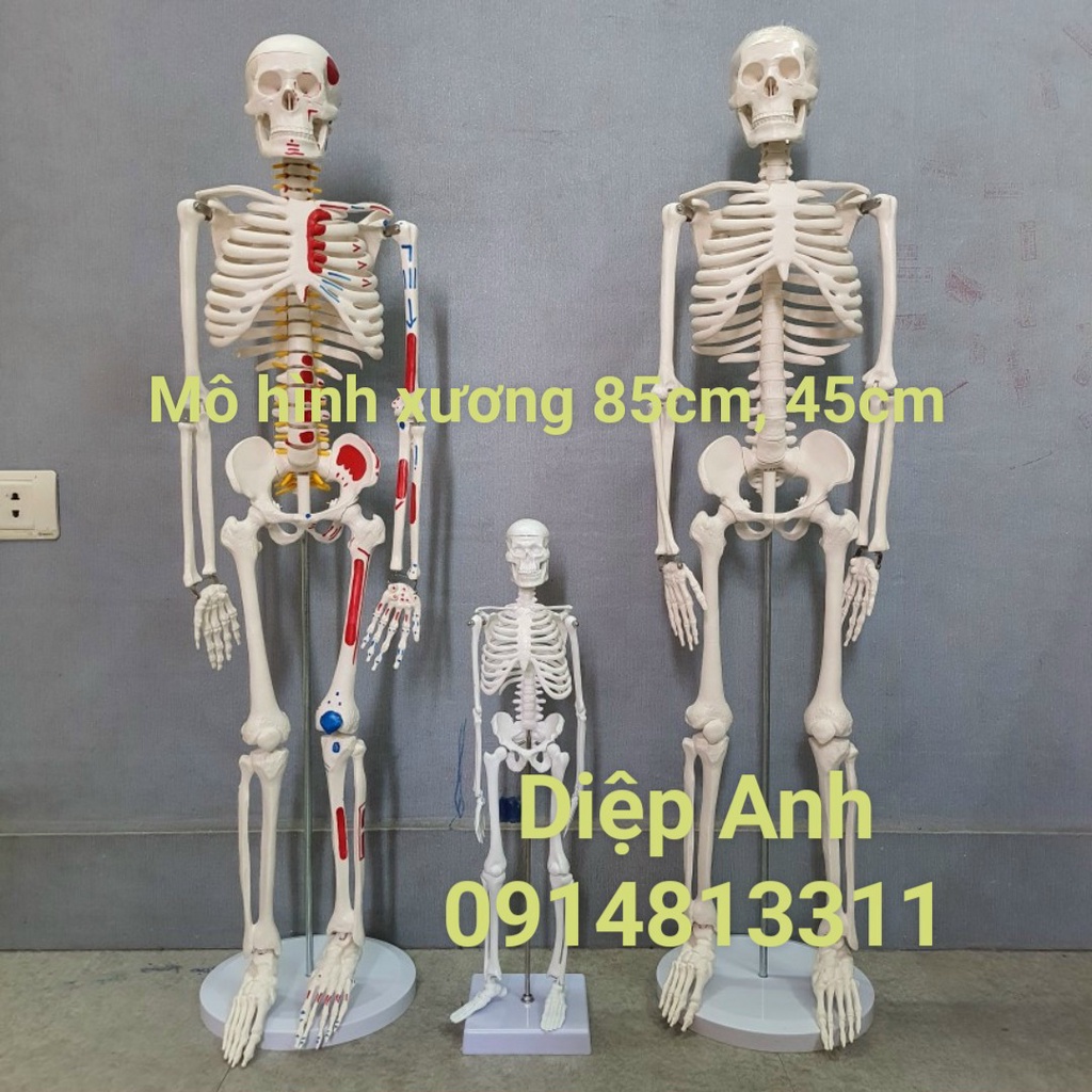 Mô hình xương người cao 45cm- 85cm- mô hình giải phẫu xương người