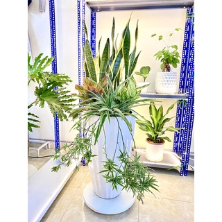 Lưỡi Hổ- sẵn chậu