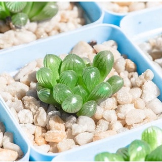 Hạt giống Sen đá Kim Cương (20 hạt) ( tặng kèm thuốc kích mầm ra rễ)