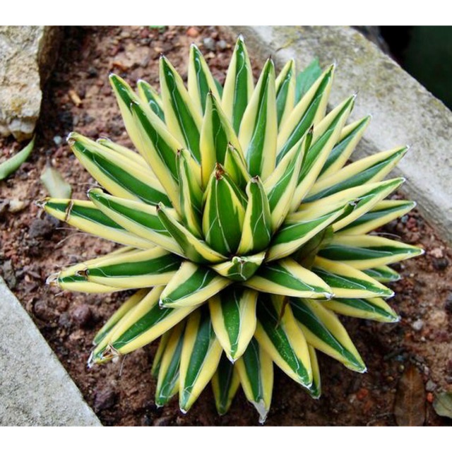 Agave victoriae var