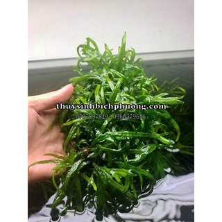 DƯƠNG XỈ TRIDENT - TRANG TRÍ HỒ CÁ THUỶ SINH