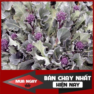 [ Big Sale ] Hạt giống súp lơ baby Tím NK Mỹ - 100H