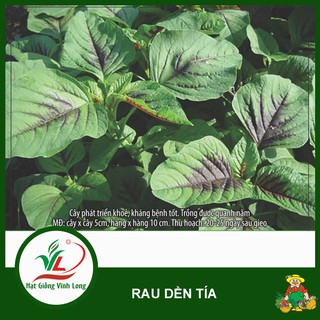 Hạt giống rau Dền tía RD 08 - 20g