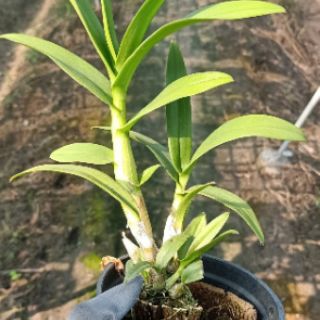 Yaya mini chậu lớn